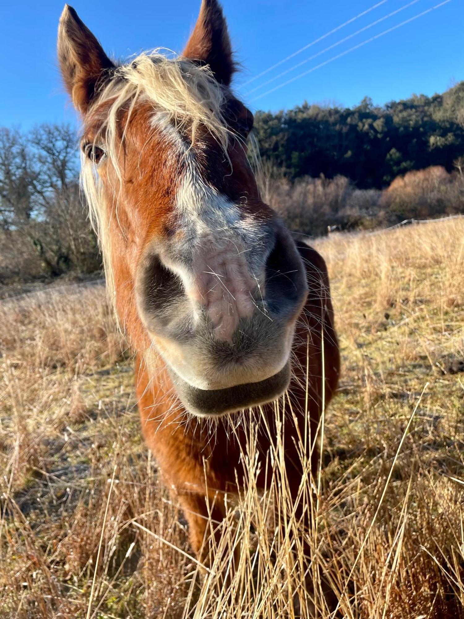 La Frigoule, Un Gite Au Coeur Du Parc Des Cevennes Generargues Zewnętrze zdjęcie